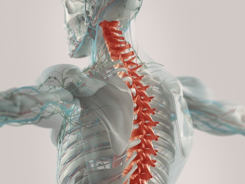 Spinal Cord Damage